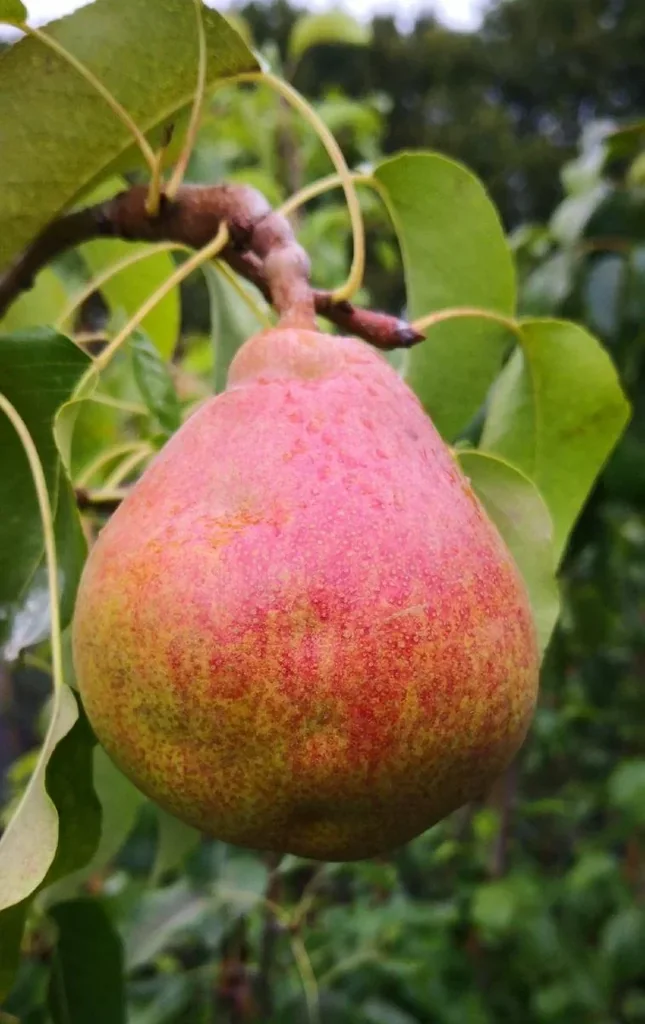 Pear "Vereinsdechants Kirchensaller" bush, in a 10L container