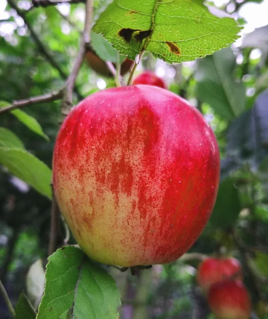 Apple "Red Star Reinette" bush, in a 10L container