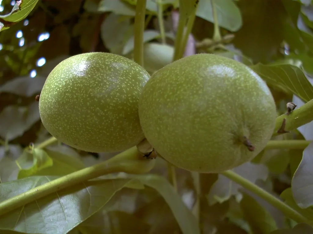 Walnut "Esterhay II", 10L container, medium to large fruit