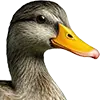 Obraz Karma Dla Kaczek