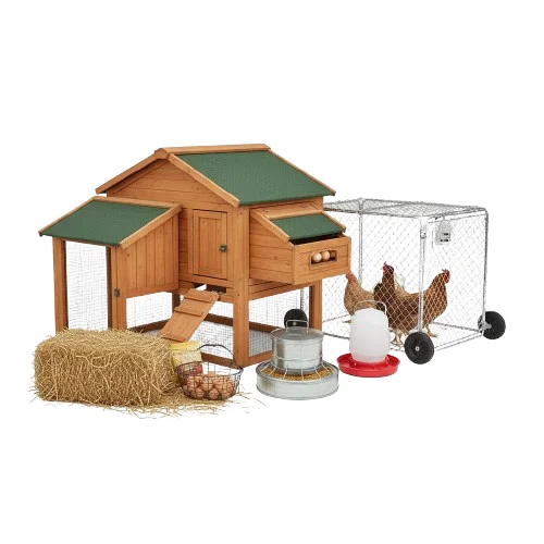 Obraz Chicken Farming