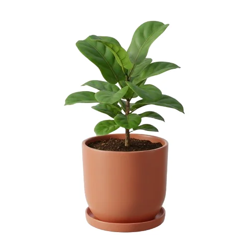 Obraz Plant