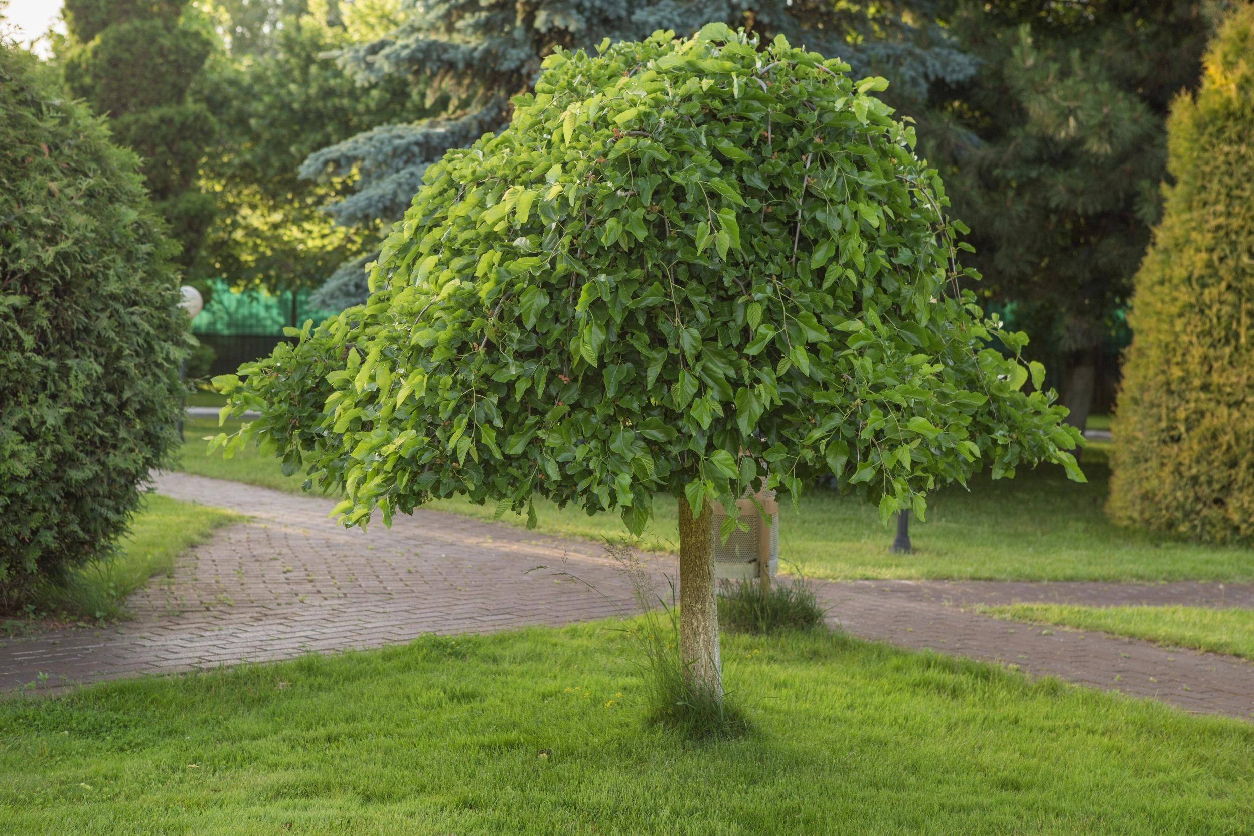 Obraz Fruit Trees