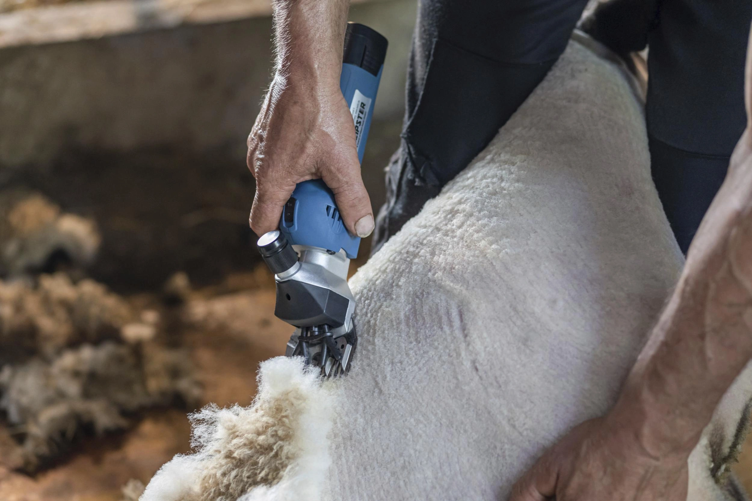 Obraz Sheep Shearing Machines
