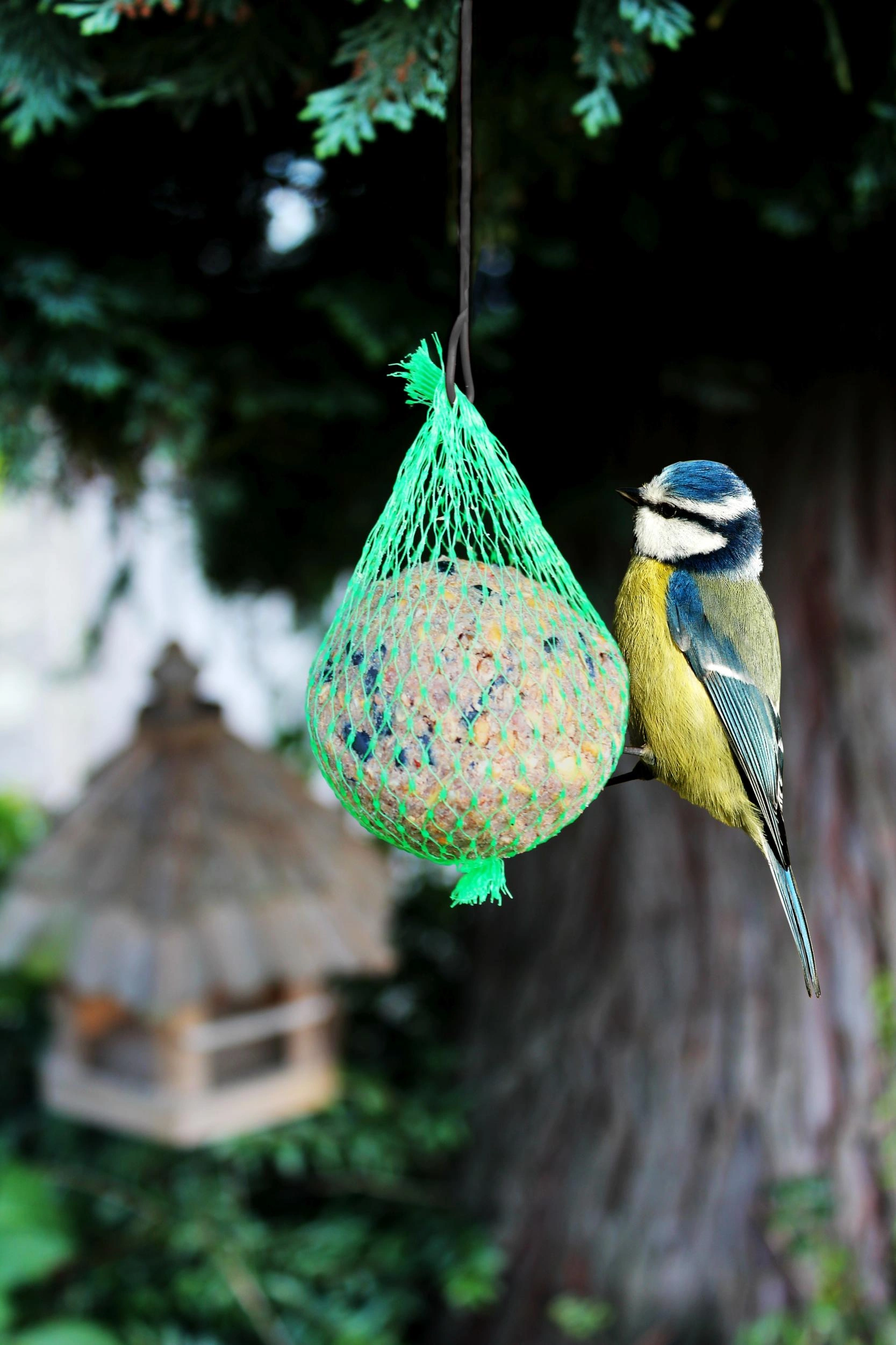 Obraz Bird Food, Wildlife Food