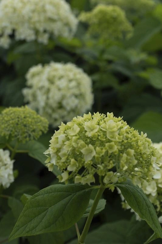 Obraz Ornamental Shrubs