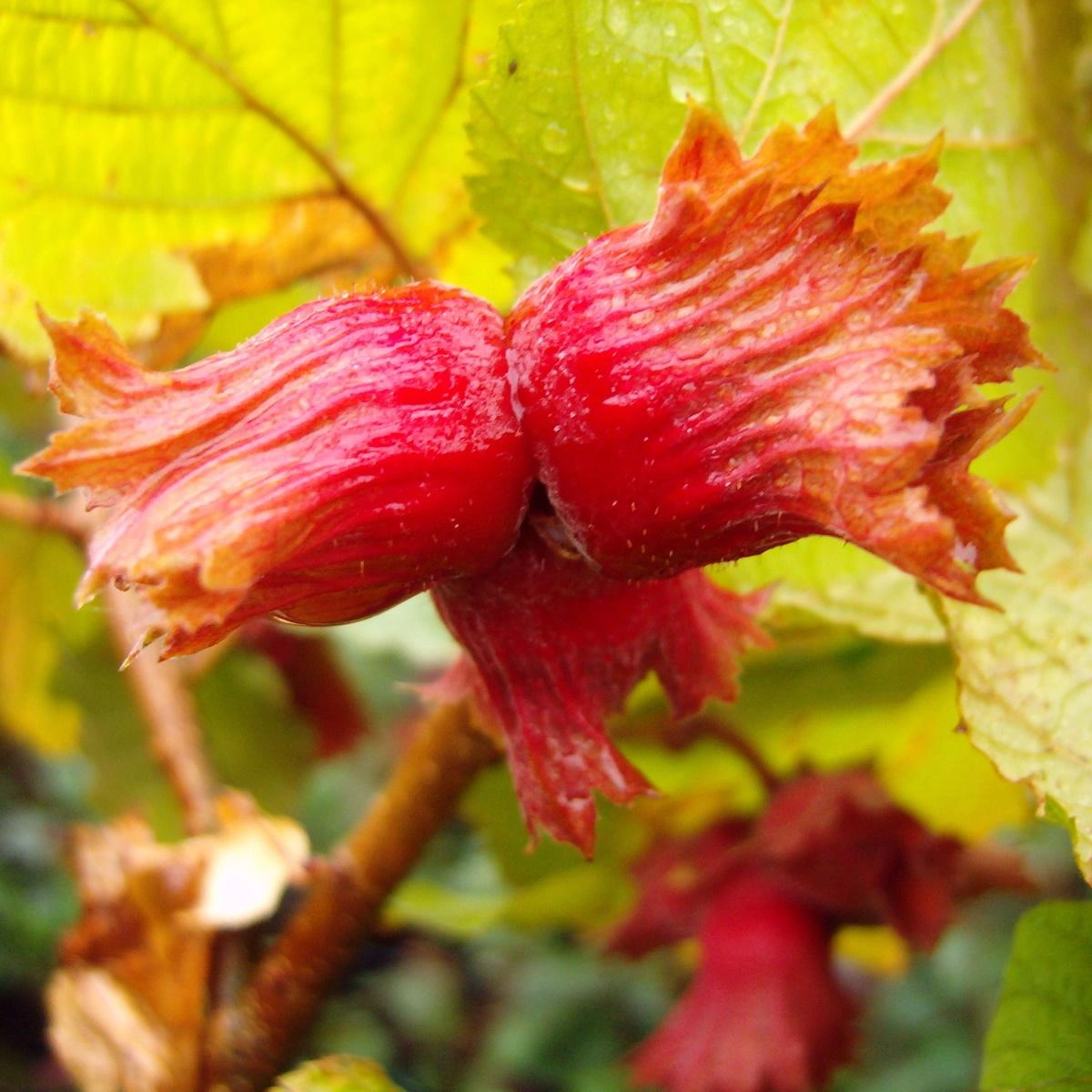 Obraz Hazelnut Trees