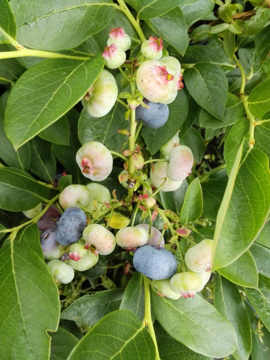 Obraz Blueberry Bushes