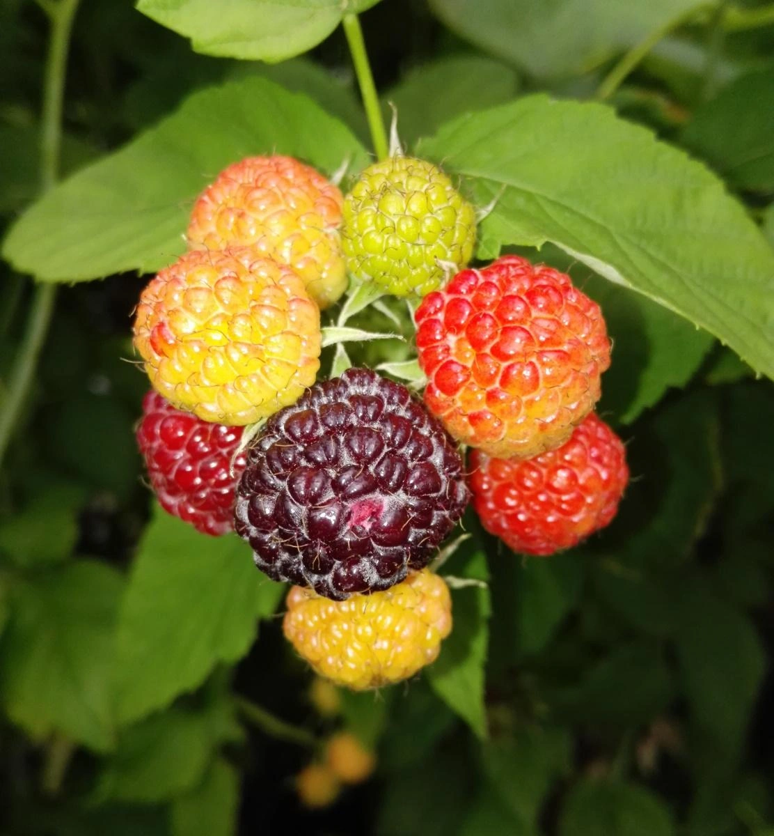 Obraz Raspberry Bushes