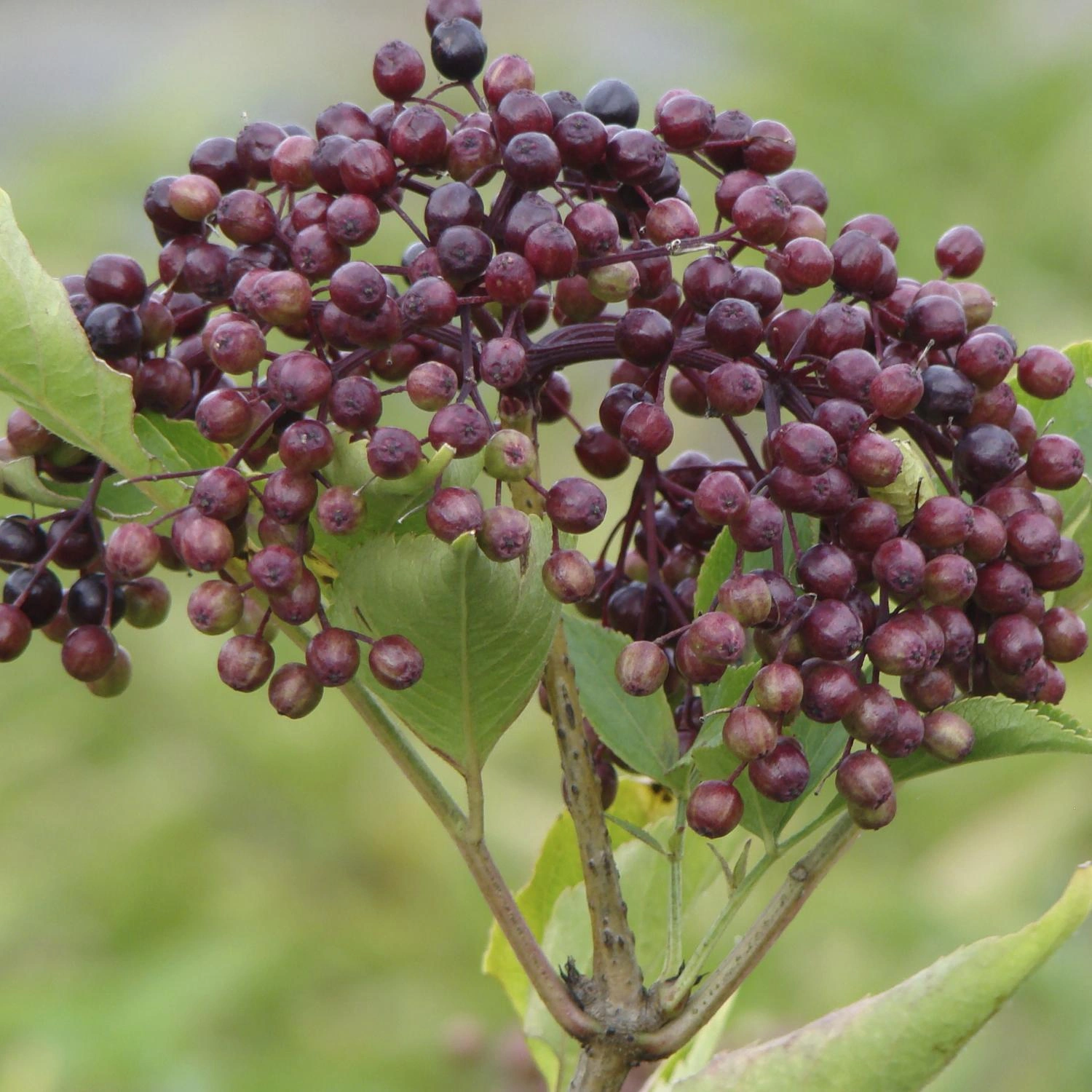 Obraz Elderberry Bushes