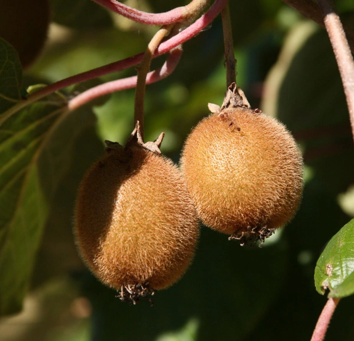 Obraz Kiwi Bushes