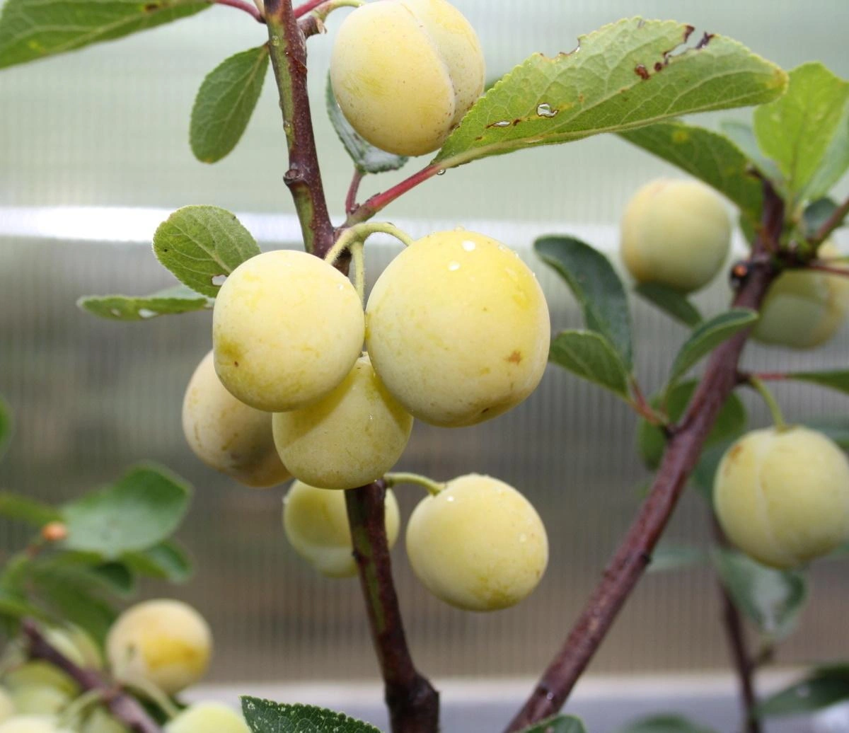 Obraz Mirabelle Trees