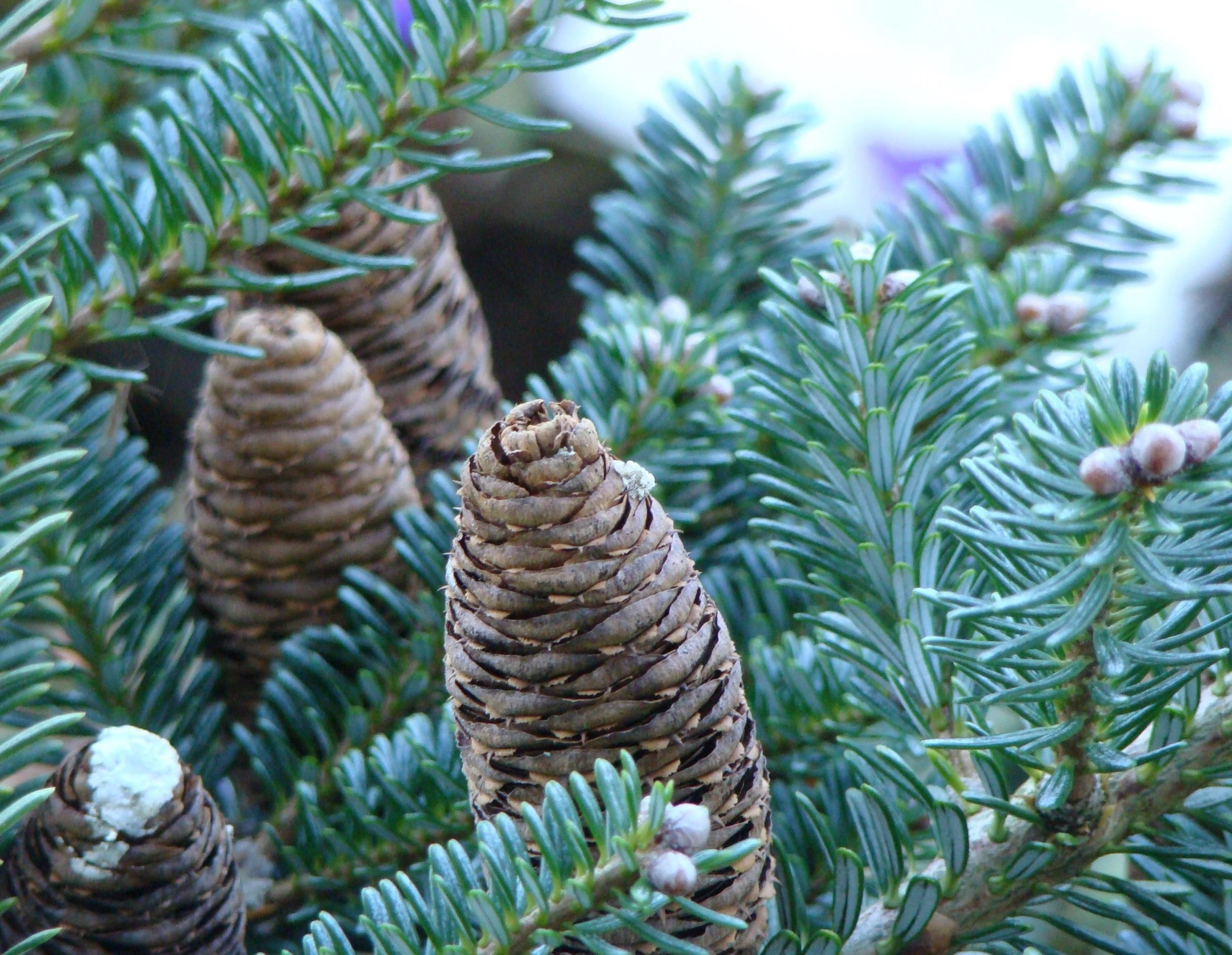 Obraz Conifers