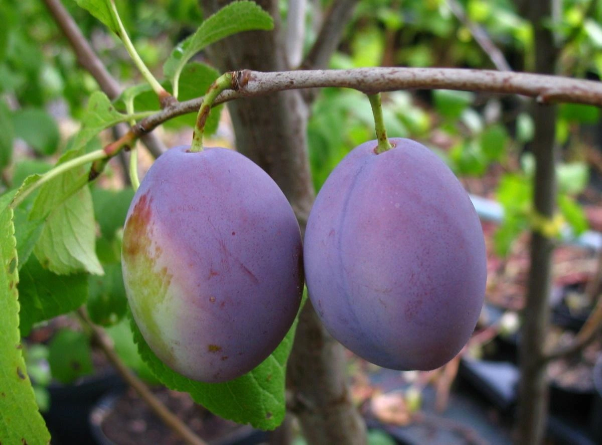 Obraz Plum Trees