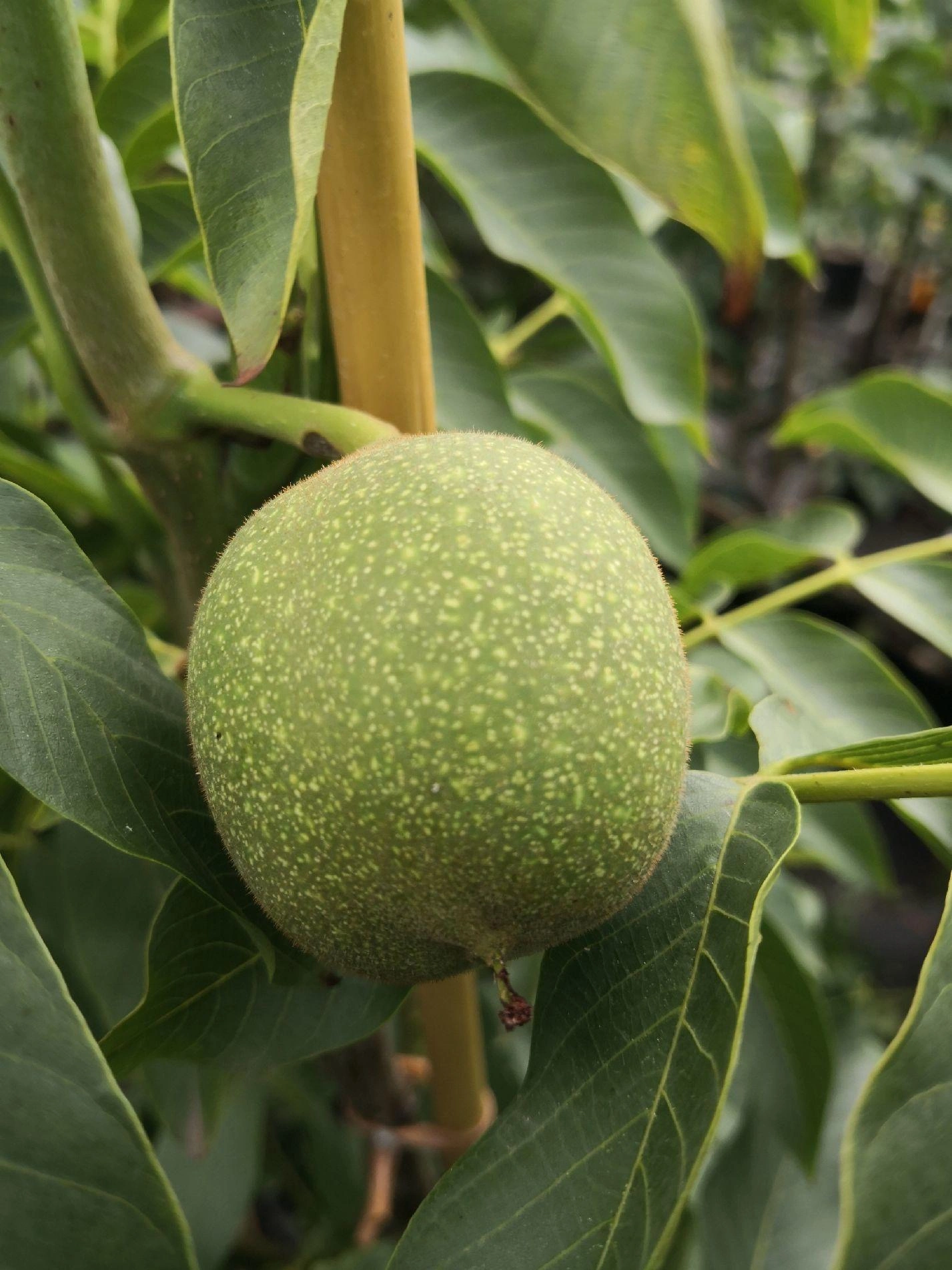 Obraz Walnut Trees