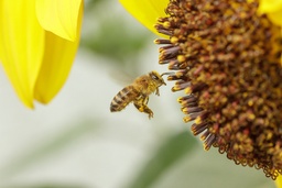 Obraz Insektenschutz & Schädlinge