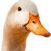 Obraz Gänsefutter