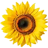Obraz Sonnenblumenkerne Vogelfutter