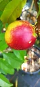 Nectarine "Fanasia" bush, 10L container, firm, very sweet, medium-sized