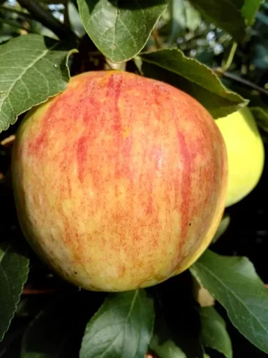 "Dwarf apple "James Grieve Super Compact", 7.5L container, refreshingly sour and juicy image"