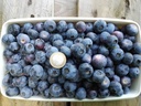 Garden blueberry "Goldtraube", in a 3.5L container