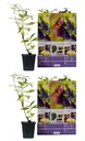 Flower-up set of 6 butterfly bushes 30-40 cm