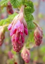 Red Currant King Edward VII - Ribes sanguineum - 7.5 L pot 80-100 cm
