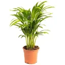 Flowering Areca Palm - Golden Palm - Dypsis Lutescens Areca - Large - 65-70 cm - 1 plant