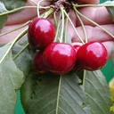 Sweet cherry "Hedelfinger" bush, in a 10L container, sweet and tasty