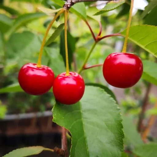 "Sour cherry "Morina" half-stem, in a 10L container, sour, high juice content, easy to stone image"