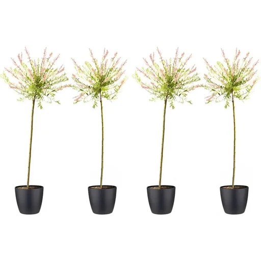 "Flowering Willow - Salix integra 'Hakuro Nishiki' XXL - 120-140cm - 4 plants image"