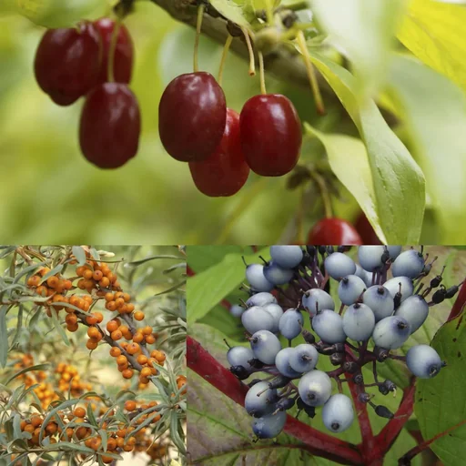 "Bird feeding and protection hedge for 3 m hedge, 40-60 cm high, 4.6 litre top, 9 pieces in a set, 3 x dogwood, 3 x sea buckthorn, 3 x cornelian cherry image"