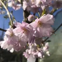 Pink Winter Cherry Autumnalis Rosea - Prunus subhirtella - 7.5 L pot 80-100 cm