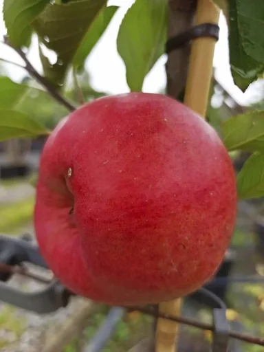 "Apple "Topaz" bush, in a 10L container image"
