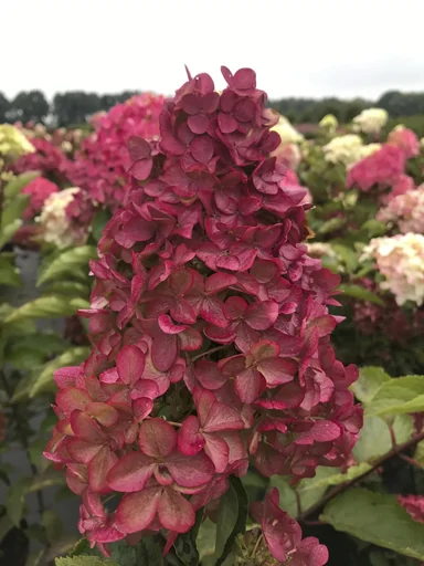 "Panicle Hydrangea Fraise Melba - Hydrangea paniculata - 12 L pot 60-80 cm image"