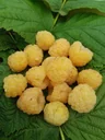 Raspberry "Golden Everrest", 3.5L container