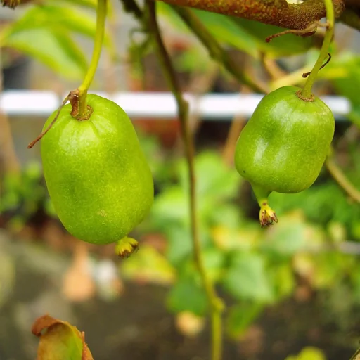 "Kiwi "Bayernkiwi male", 3.5L container image"