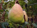 Pear "Alexander Lukas" bush, in 10L container, juicy, sweet and sour, little aroma,