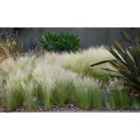 Blooming set of 8 Stipa Ponytail Feather Grass - 40-50 cm
