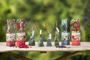 Flower-up set of 4 fruit plants 30-40cm