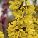 Forsythia Mikador - Forsythia intermedia - 7.5 L pot. 60-80 cm