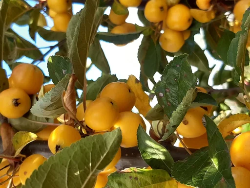 "Ornamental Apple Golden Hornet - Malus - 7 L pot 80-100 cm image"