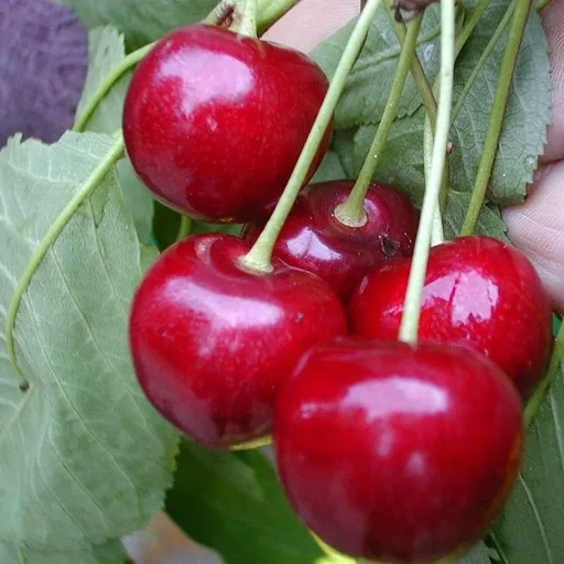"Dwarf sweet cherry "Burlat" bush, in a 10L container, firm and juicy, sweet with a good aroma image"