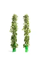 Flower-up set of 2 XXL weeping willows 120 - 140 cm