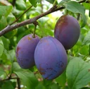 Plum "Hauszwetsche" bush, in 10L container, easy to stone, very good taste