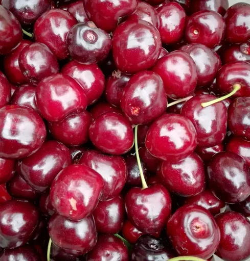 "Sweet cherry "Kordia" bush, in 10L container, burst-resistant, juicy, quite sweet image"