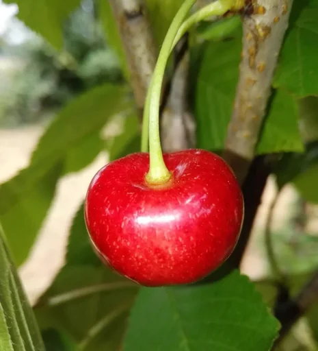 "Sweet cherry "Büttners Rote Knorperlkirsche" half-standard, in a 10L container, sweet, pleasantly spiced image"