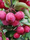 Ornamental Apple Evereste - Malus - Trunk 20 L Pot Trunk height 120 cm