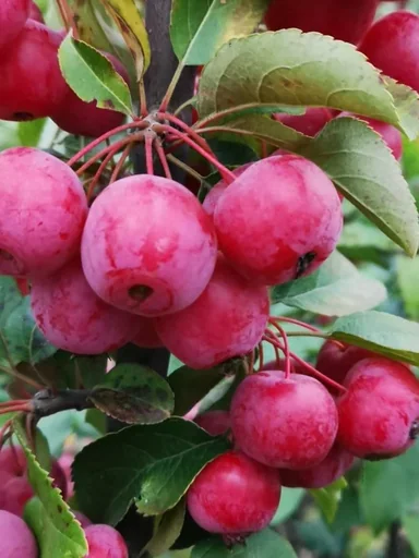 "Ornamental Apple Evereste - Malus - Trunk 20 L Pot Trunk height 120 cm image"