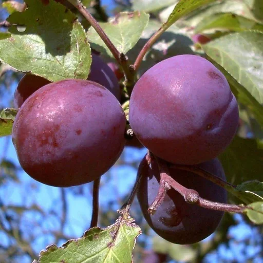 "Greengage "Graf Althans" half-stem, in a 10L container, very good stone removal, very good taste image"